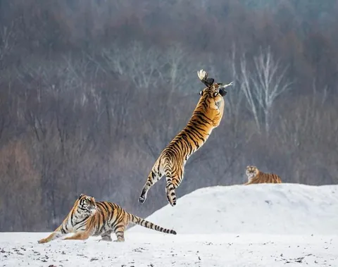 🔥A tiger catching a bird in midair while other tigers watch. Credit to Andrey Gudkov