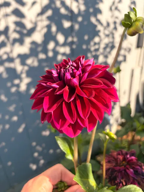 Some flowers I grew from seed this year 💐