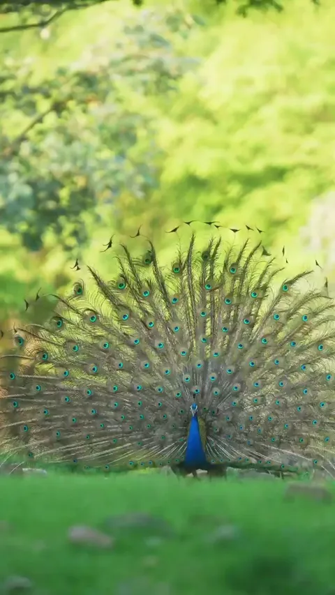 Every bird is beautiful in its own way.