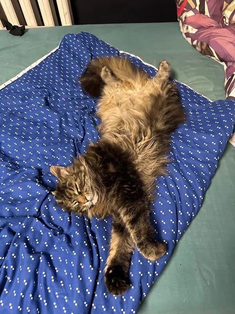 Lost my childhood beautiful boy and I couldn't even say goodbye because I'm at a college far away from home