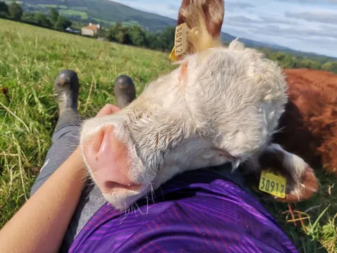 You’ve heard of lap dogs… how about lap cows?
