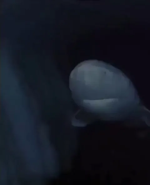 🔥 A Greenland Shark