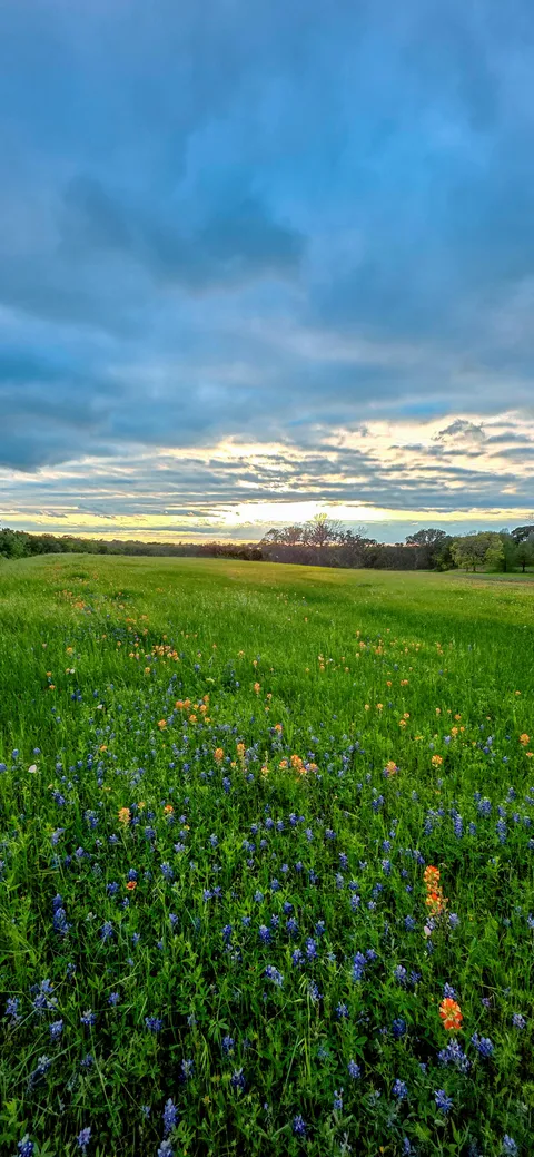 🔥 Patch of Wildflowers
