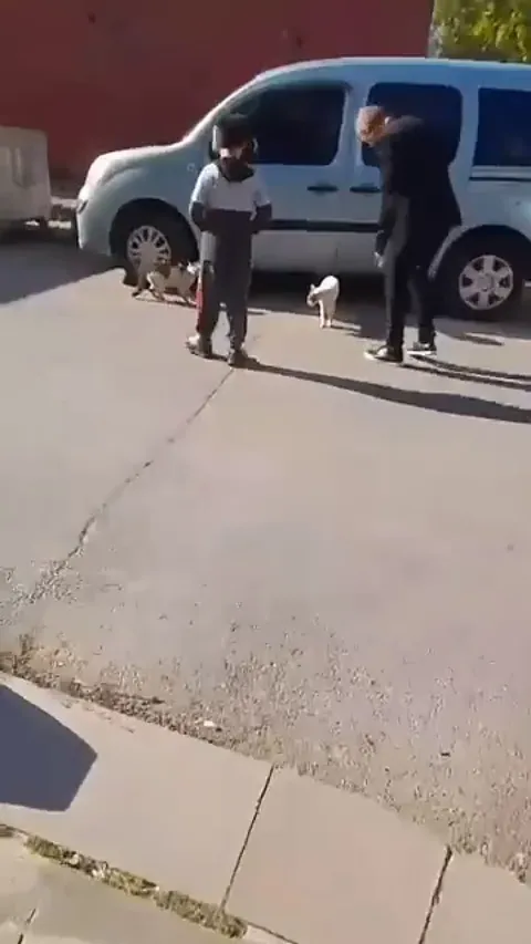 Man breaks off a street cat standoff and lectures him the whole way as he drags him away from the fight
