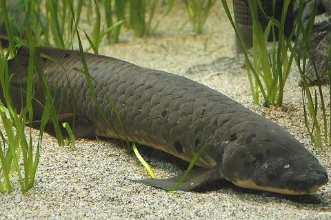 this is the lungfish It can survive for months (maybe even a few years depending on condtions) in a resting chamber of moist mud and mucous.