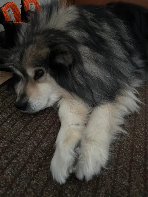 Our soon to be 14 year old ❤️