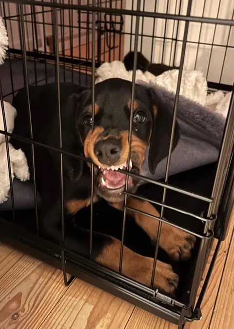 My fav funny pics of my two dogs Athena and Aurora