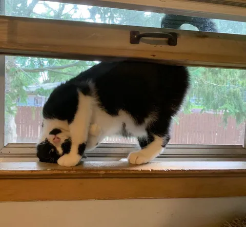 Happiest first birthday to my beautiful weird cat beaners!!