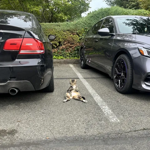 My neighbor’s cat likes to sit like this and leer at people 