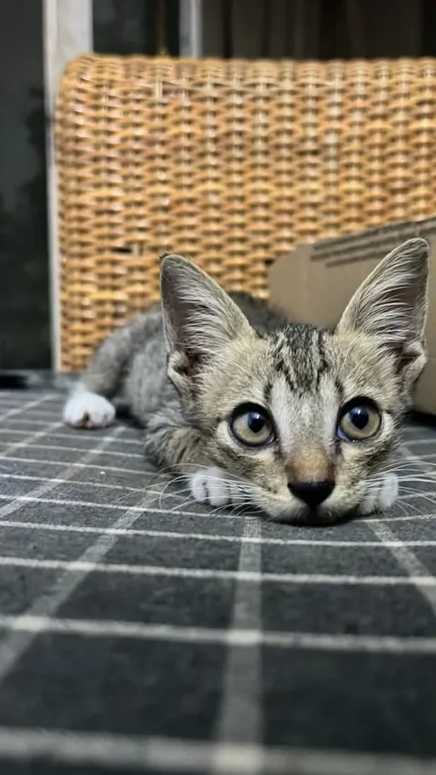 I named him Hiccup😂