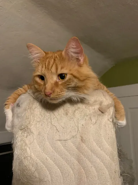 He crossed the rainbow bridge today. Give Peter all the love you can. He deserves it all.