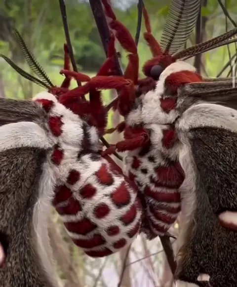 🔥 Hyalophora cecropia, the largest moth in North America, is a true spectacle of nature.