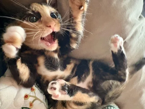 Favorite pic of my gf’s new kitten