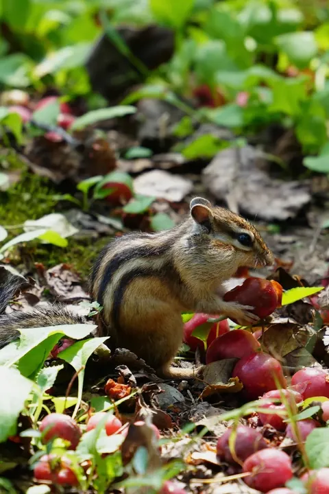 Spotted the cutest chipmunk ever at my local park!