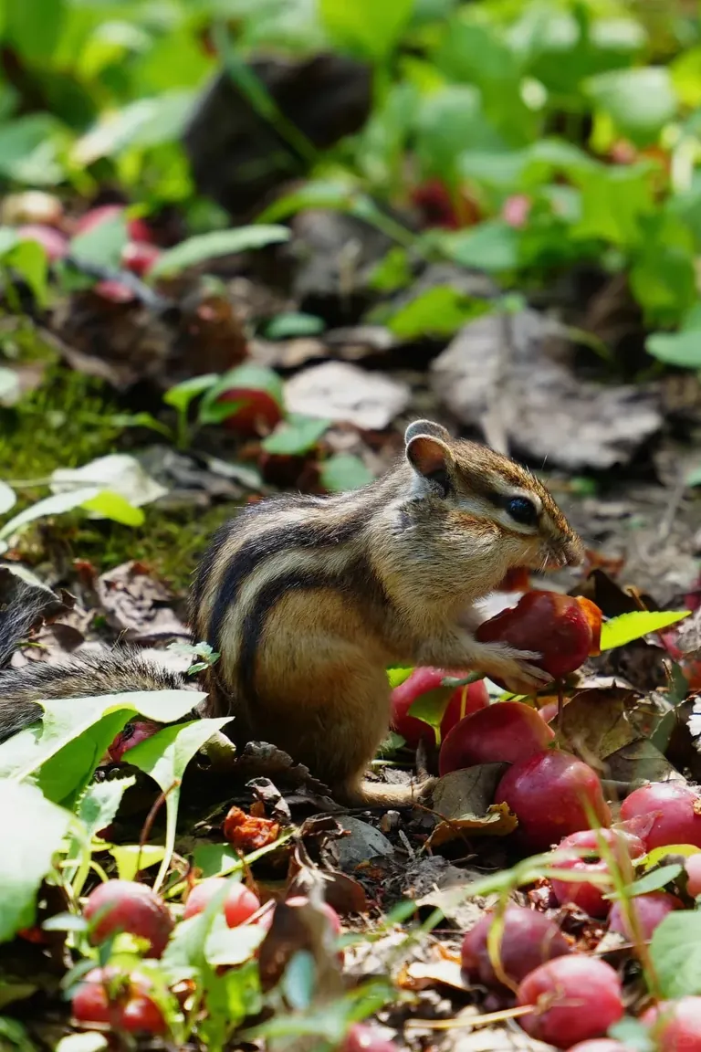 Spotted the cutest chipmunk ever at my local park!