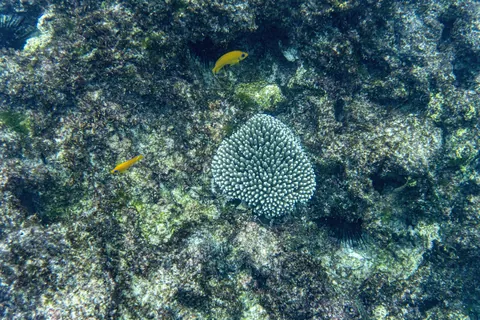 Kiritimati (Christmas) Island, Kiribati