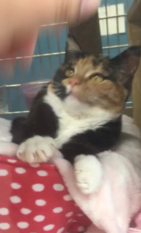 it hurts to know I’ll never know what my adopted cat looked like as a kitten