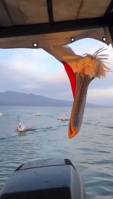 🔥curious Dalmatian Pelicans following boat