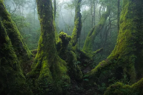 🔥 A 2000+ Year Old Antarctic Beech Tree in Australia [OC]