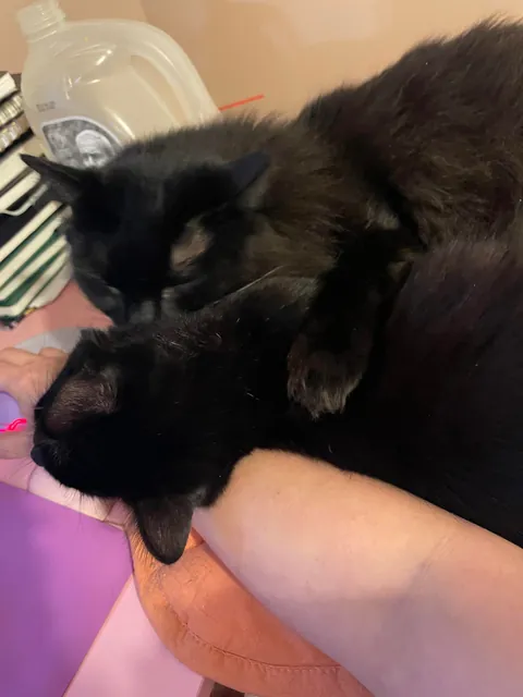 My two voids snuggling and loving on each other