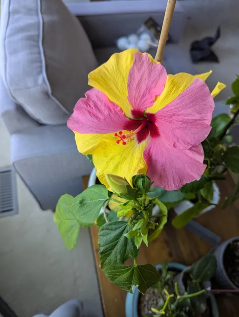 What is going on with my hibiscus?