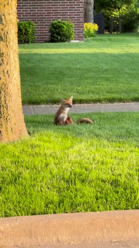 Our neighborhood has been overrun by foxes