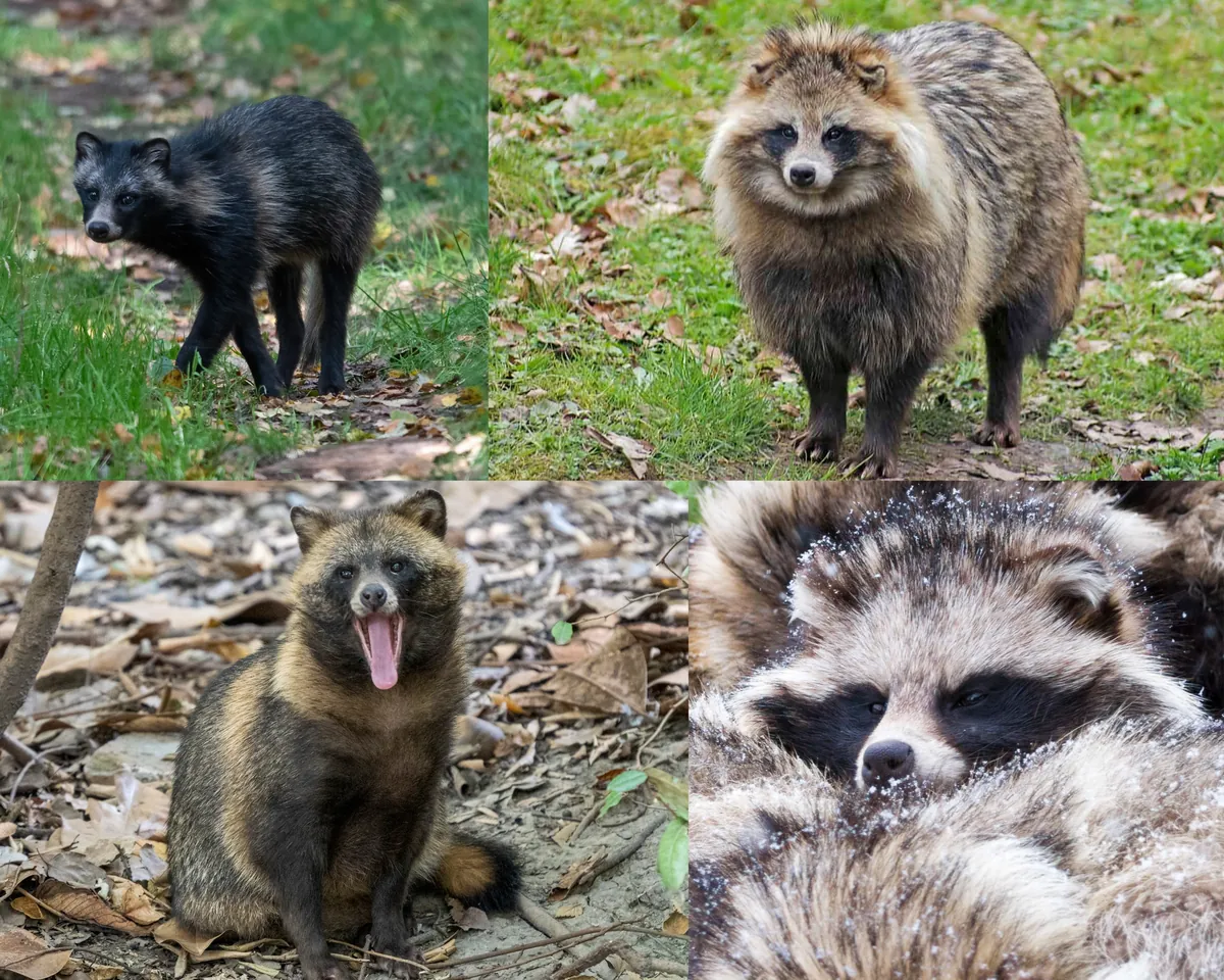 🔥 The raccoon dog isn’t a raccoon at all — it’s a canid, more closely related to foxes. Its fur varies with season and location: paler and thicker in northern regions with cold winter, darker and sleeker in warmer southern ranges.