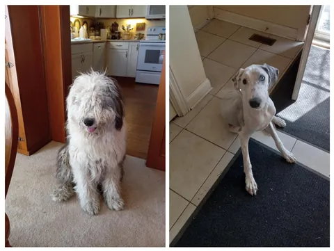 Sheepdog before and after a lil haircut