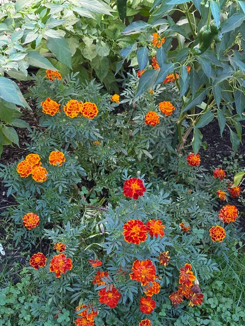 Marigolds (the super plant)