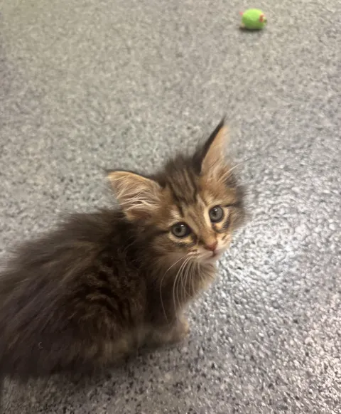 Another one of my rescue kittens was adopted today! I love sharing happy endings with you guys!