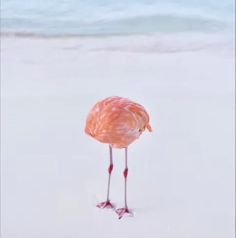 Flamingone: Photographer Miles Astray Sparked Headlines After Entering a Real Photo of a Flamingo Into an Al Image Contest and Winning