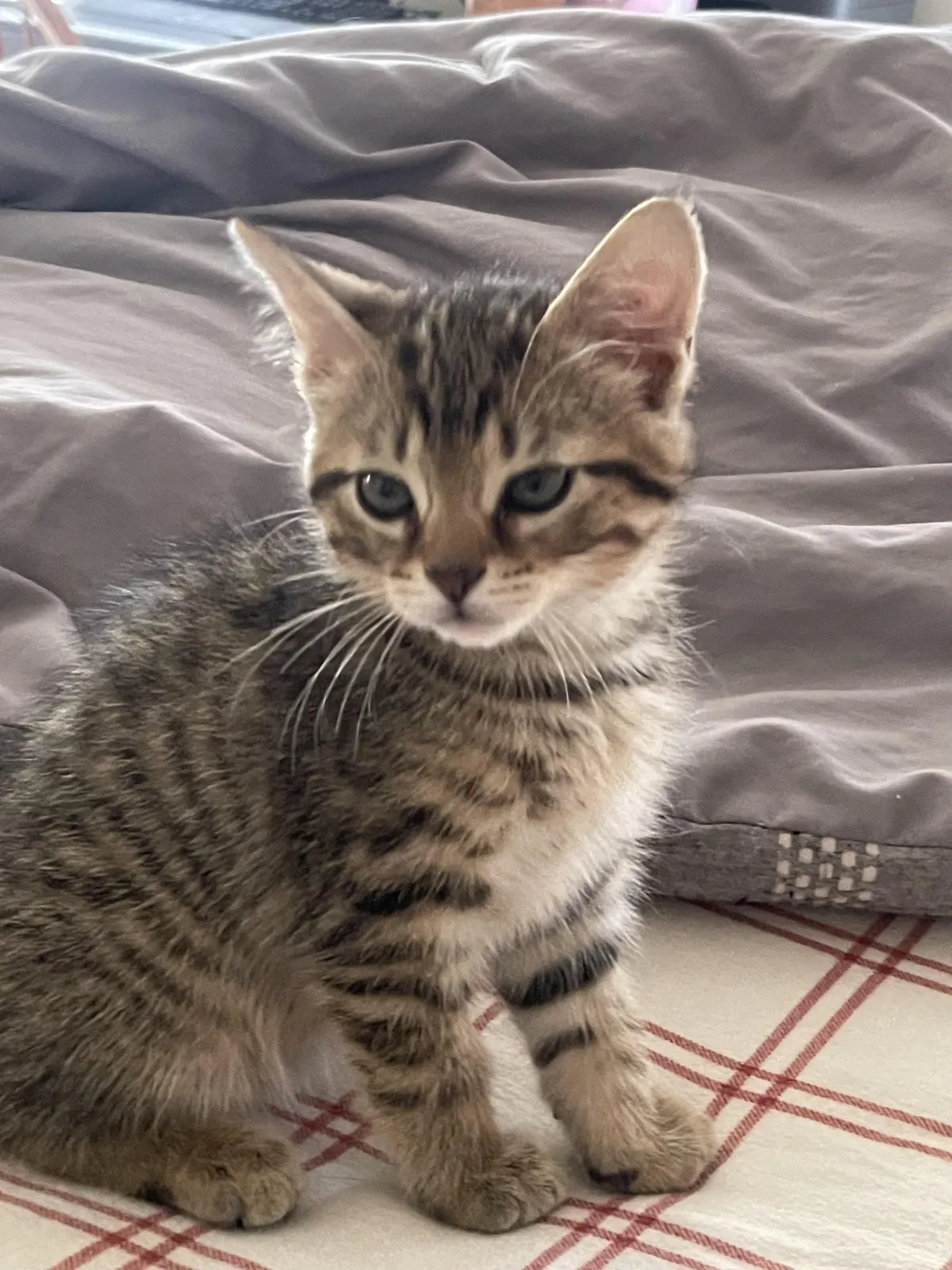 My brother got a new kitten, and I’m so afraid of squishing him. Will they allow it to happen? Or are they escape artists and instinctually will help out my anxiety?