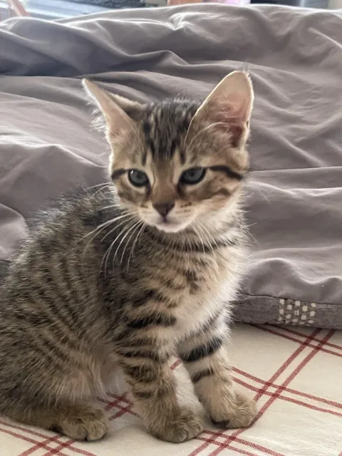 My brother got a new kitten, and I’m so afraid of squishing him. Will they allow it to happen? Or are they escape artists and instinctually will help out my anxiety?