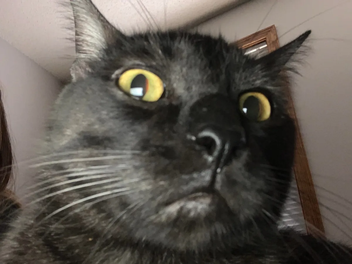 Juju - white cat disguised as a void??