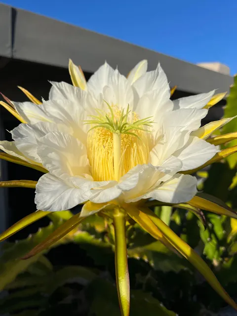 Such beauty - Costa Rica Dragon Fruit Flowers