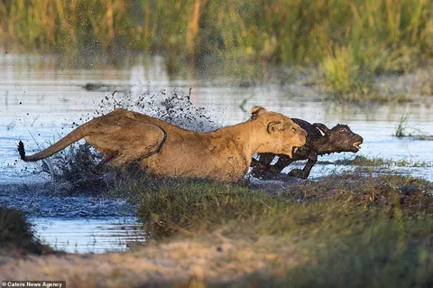Lioness chases down Cape buffalo calf.