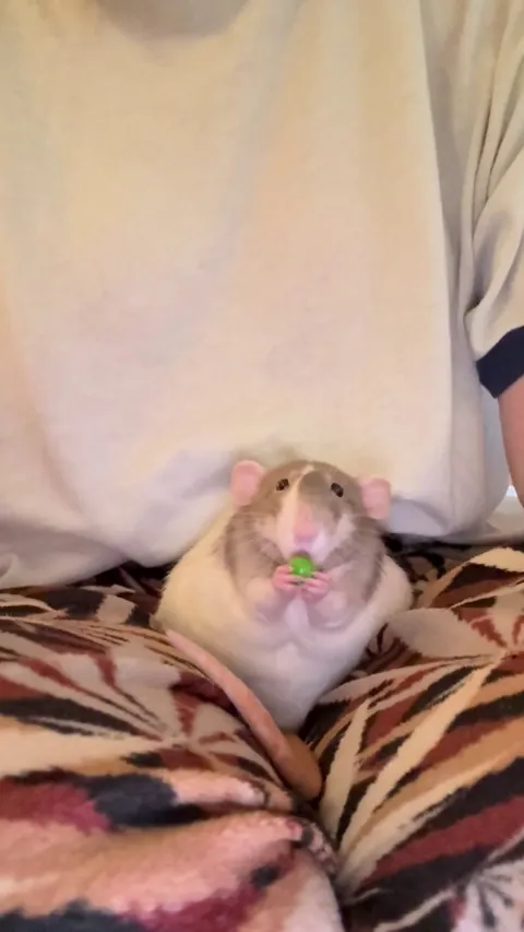 Queen eating a pea on her human thrown