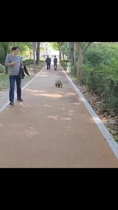 The Japanese raccoon dog.