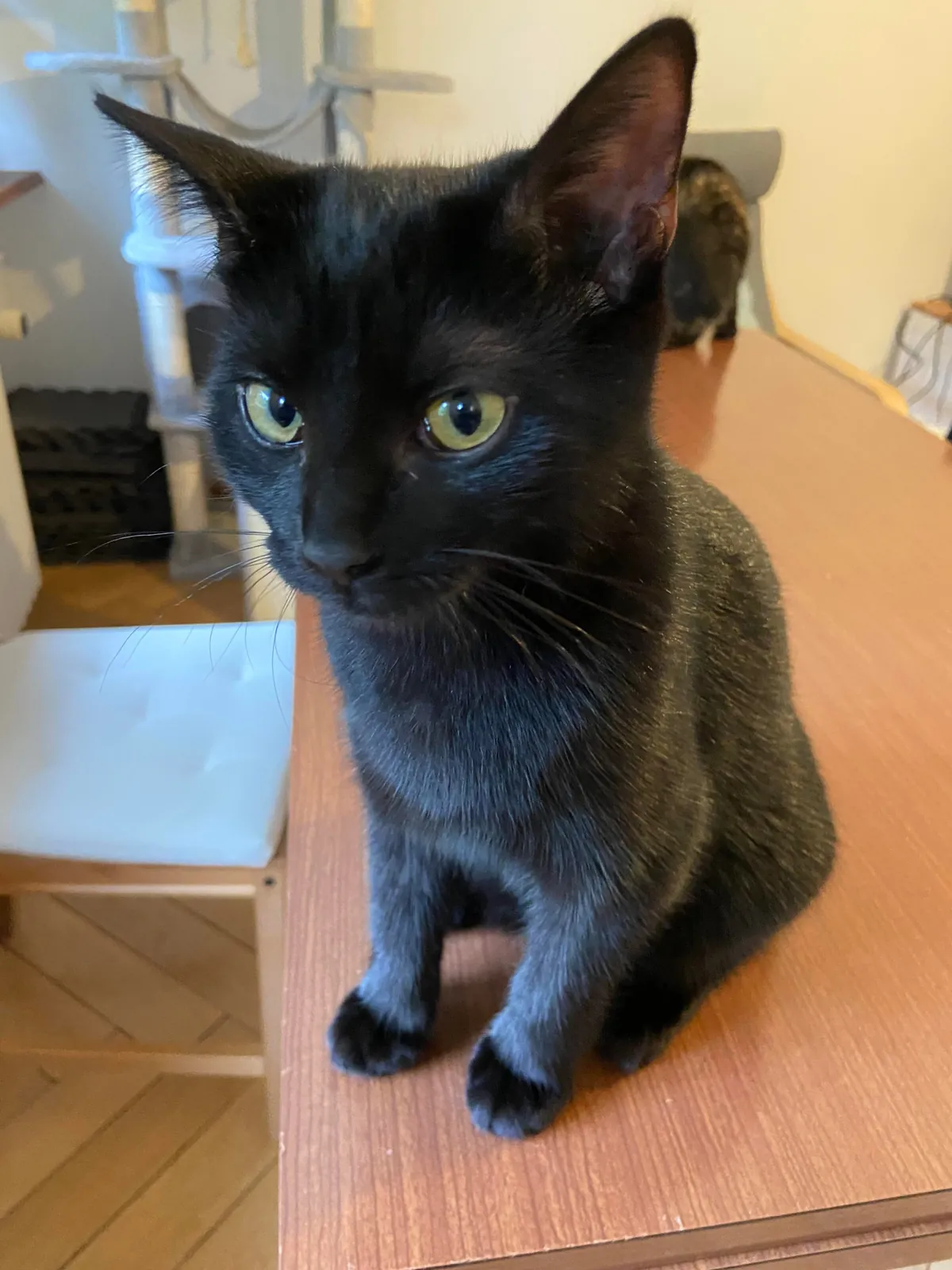 I can’t leave UNOPENED Churus lying around anymore