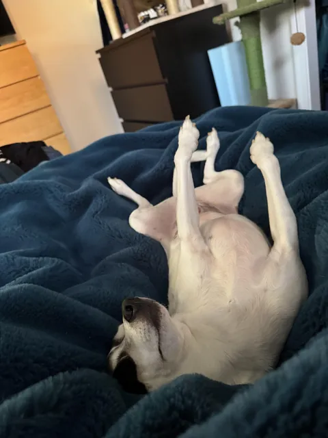 Milo has a ruff life