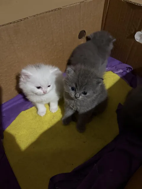 Found this litter in the rain yesterday - also brought the mom home