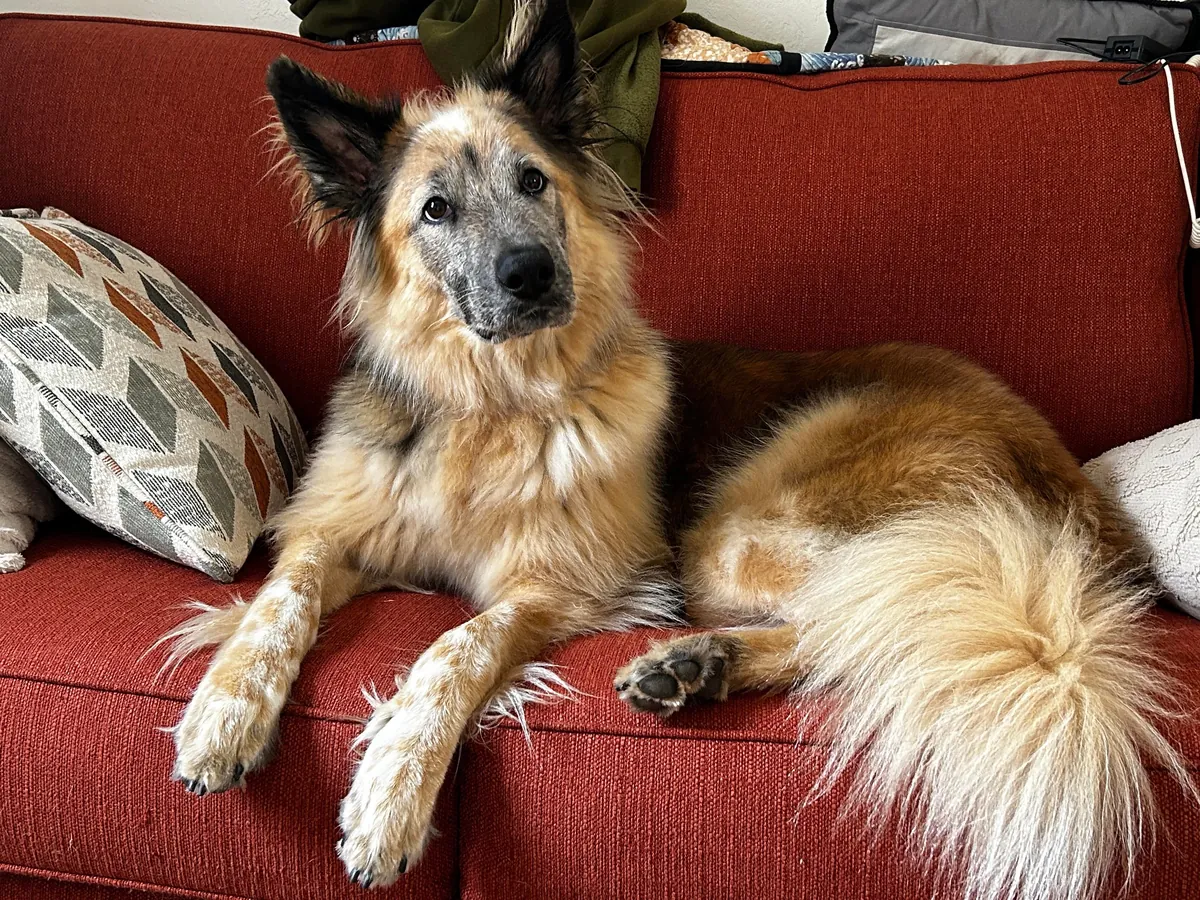 Celebrating two years with Snacks, our big goofy rescue dog