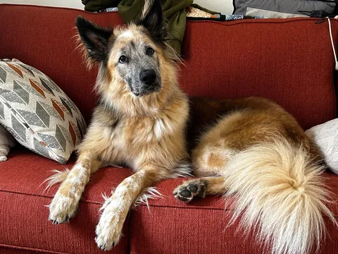 Celebrating two years with Snacks, our big goofy rescue dog