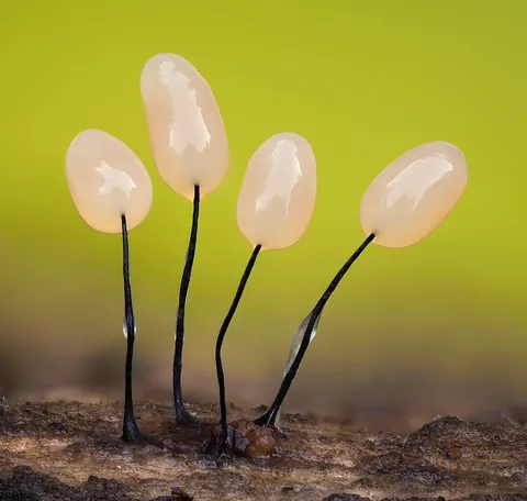 🔥 The infinitesimal, alien world of slime molds 🔥