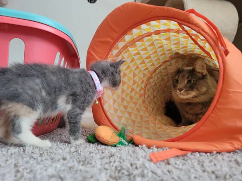 "You won't want to deal with it"