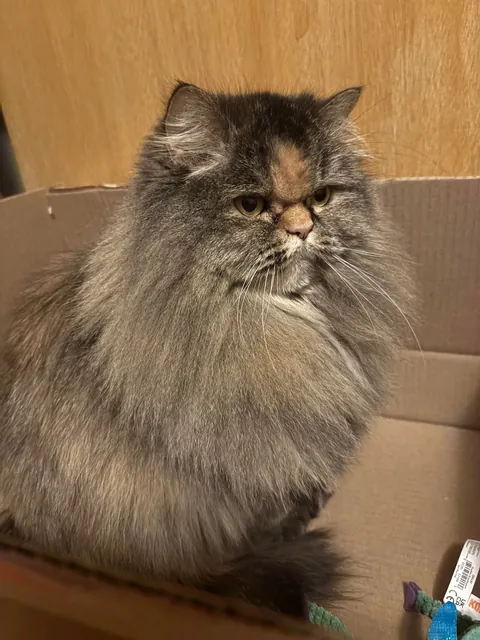 My amazon essentials cat finally arrived!!