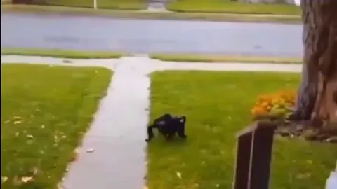 Dog dressed as a spider