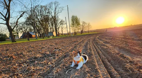 Introducing Baby Jessica