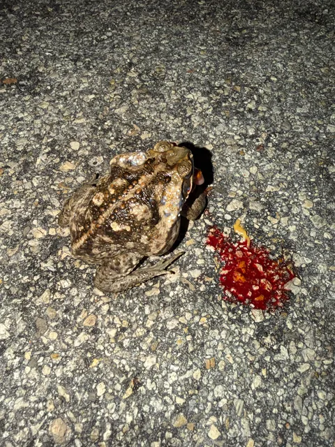 Toad died while eating part of a crab?