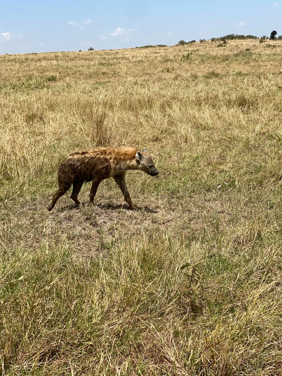 First safari experience, and I’m so happy we chose Kenya (2025)